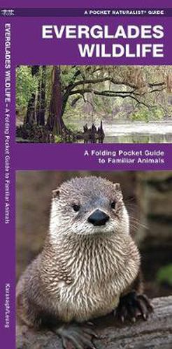 Cover image for Everglades Wildlife: A Folding Pocket Guide to Familiar Species