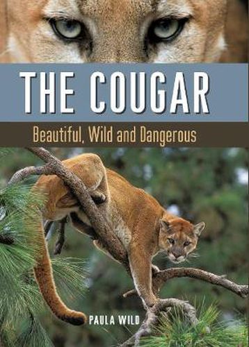 Cover image for The Cougar: Beautiful, Wild and Dangerous