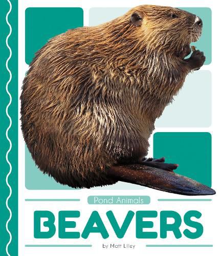 Pond Animals: Beavers