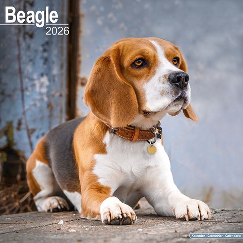 Cover image for Beagle Calendar 2026 Square Dog Breed Wall Calendar - 16 Month