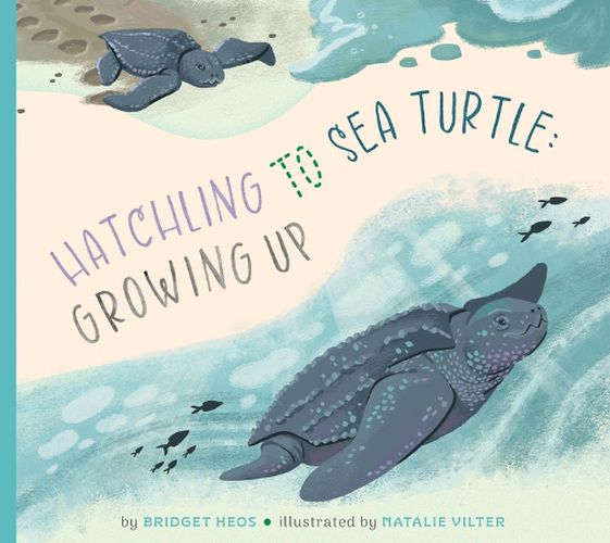 Cover image for Hatchling to Sea Turtle: Growing Up