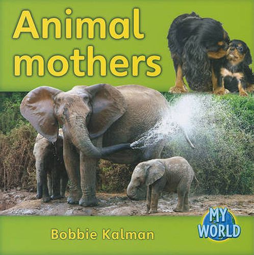 Cover image for Animal mothers