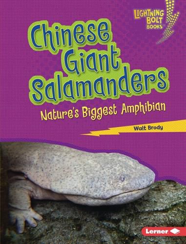 Cover image for Chinese Giant Salamanders