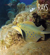 Cover image for Rays