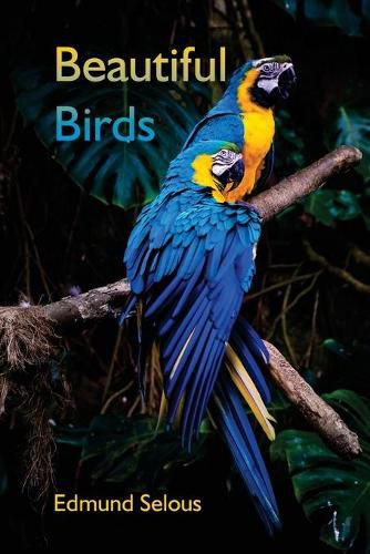 Cover image for Beautiful Birds