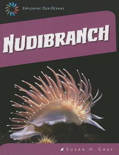 Nudibranch