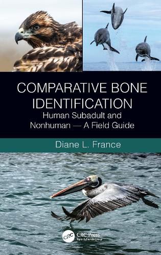 Cover image for Comparative Bone Identification: Human Subadult and Nonhuman - A Field Guide