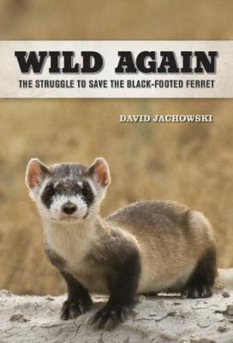 Cover image for Wild Again: The Struggle to Save the Black-Footed Ferret