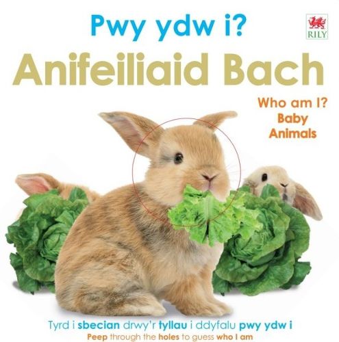 Cover image for Pwy Ydw i? Anifeiliaid Bach / Who Am I? Baby Animals