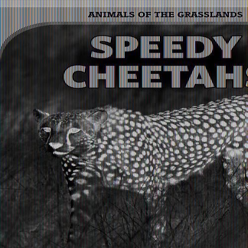 Speedy Cheetahs