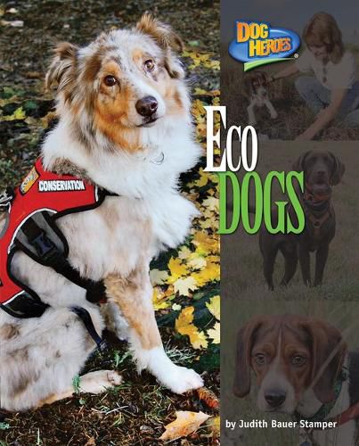 Cover image for Eco Dogs