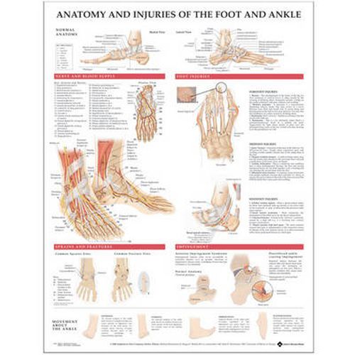 Cover image for Anatomy and Injuries of the Foot and Ankle