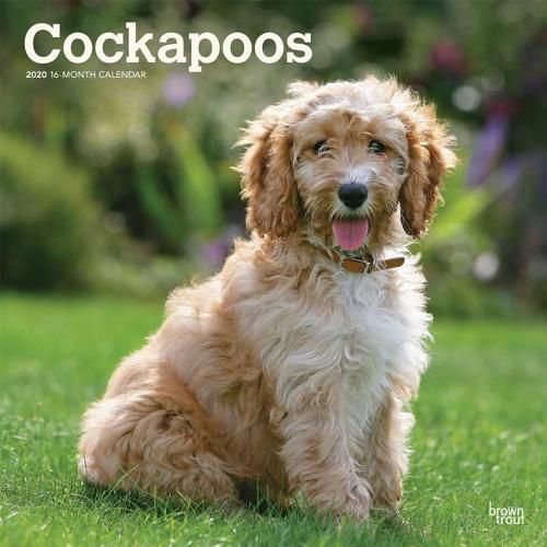 Cockapoos 2020 Square Wall Calendar