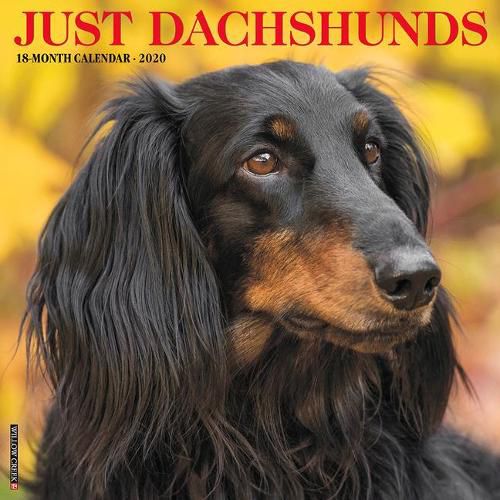 Cover image for Just Dachshunds 2020 Wall Calendar (Dog Breed Calendar)
