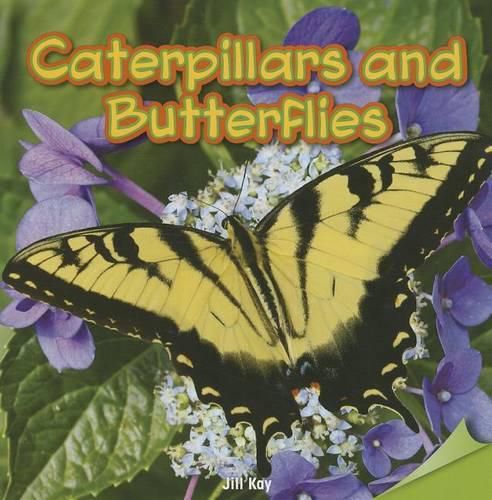 Cover image for Caterpillars and Butterflies