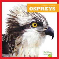 Cover image for Ospreys