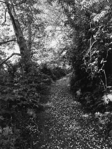 Cover image for Robert Adams: An Old Forest Road