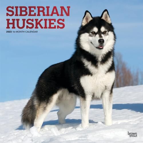 Cover image for Siberian Huskies 2023 Square Foil