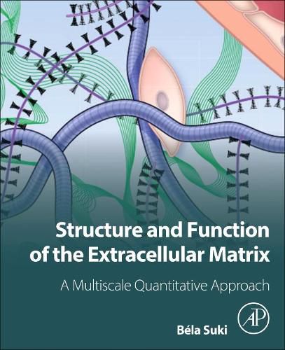 Cover image for Structure and Function of the Extracellular Matrix: A Multiscale Quantitative Approach