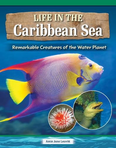 Life in the Caribbean Sea