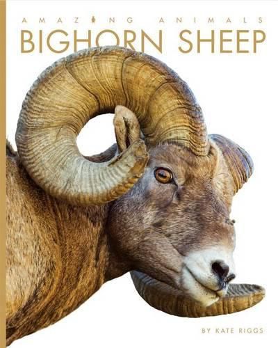 Bighorn Sheep