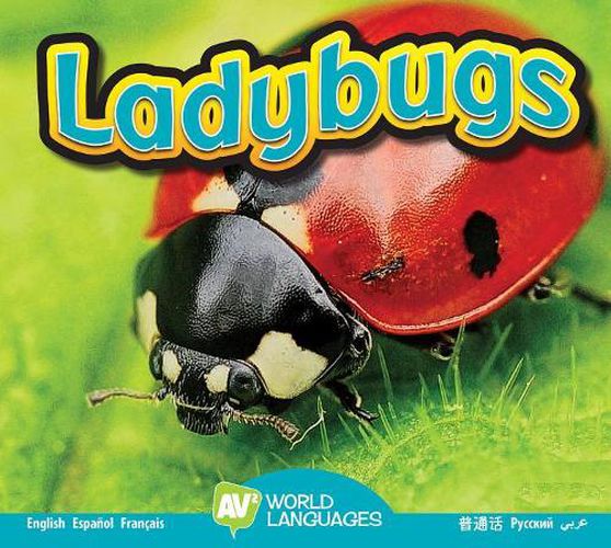 Cover image for Ladybugs