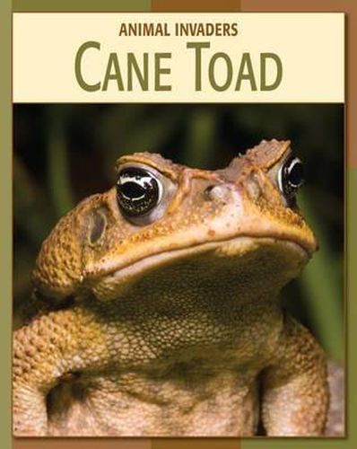 Cover image for Cane Toad