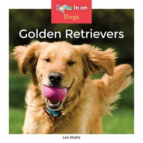 Golden Retrievers