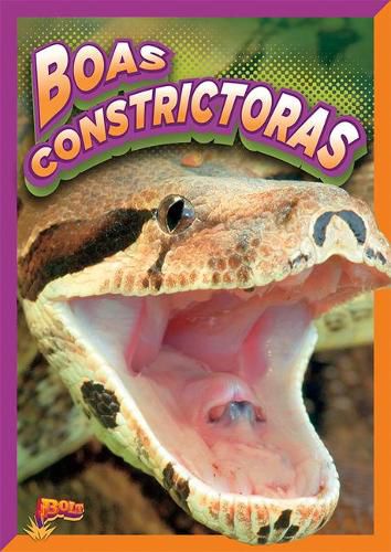 Cover image for Boa Constrictors