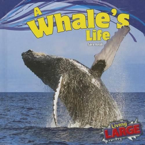 Cover image for A Whale's Life