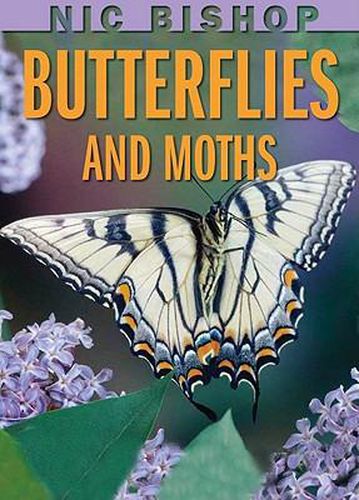 Cover image for Nic Bishop: Butterflies and Moths