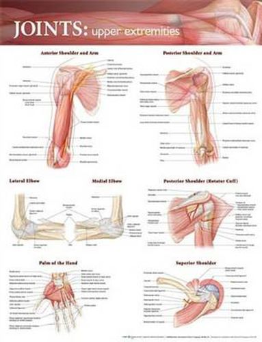 Cover image for Joints of the Upper Extremities Anatomical Chart