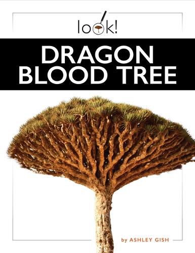 Cover image for Dragon Blood Tree