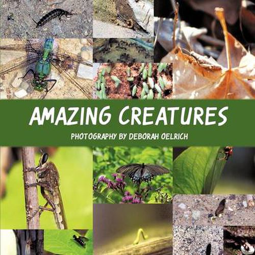 Cover image for Amazing Creatures