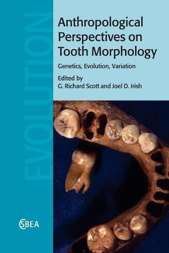 Cover image for Anthropological Perspectives on Tooth Morphology: Genetics, Evolution, Variation