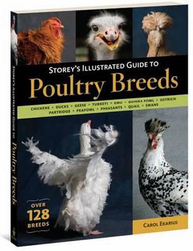 Cover image for Storey's Illustrated Guide to Poultry Breeds