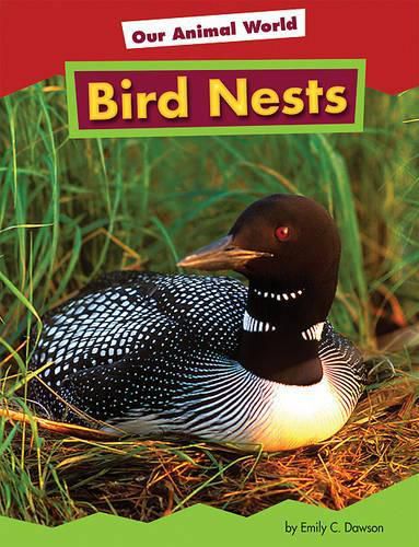 Cover image for Bird Nests