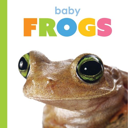 Cover image for Baby Frogs