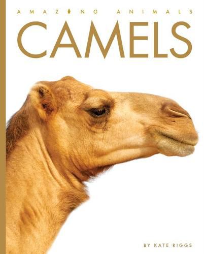 Camels