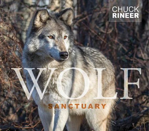 Cover image for Wolf Sanctuary: The Wolves of Speedwell Forge