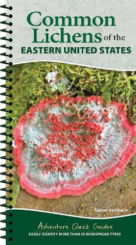 Cover image for Common Lichens of the Eastern United States