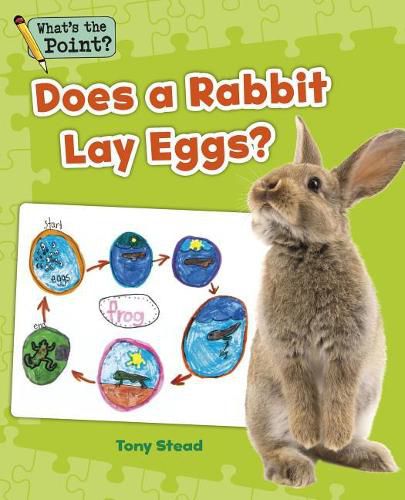 Does a Rabbit Lay Eggs?