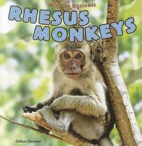 Cover image for Rhesus Monkeys