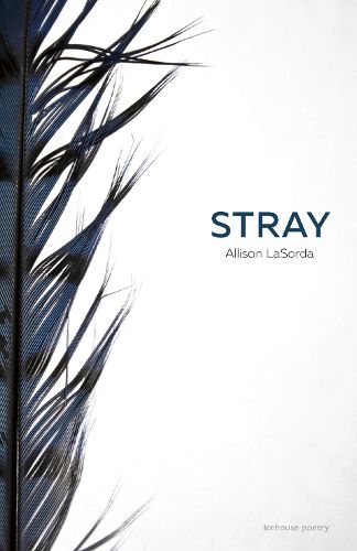 Cover image for Stray
