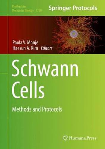 Cover image for Schwann Cells: Methods and Protocols