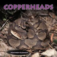 Cover image for Copperheads