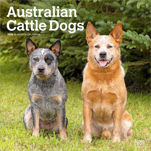 Cover image for Australian Cattle Dogs 2026 Wall Calendar