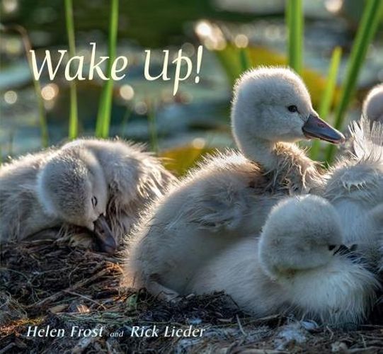 Cover image for Wake Up!