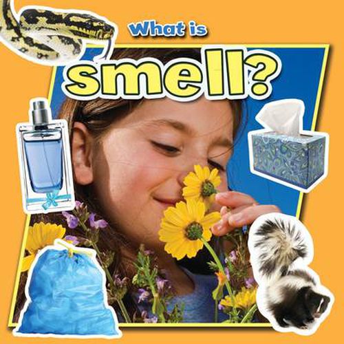 Cover image for What is Smell?