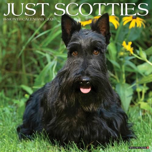 Cover image for Scotties 2026 12 X 12 Wall Calendar